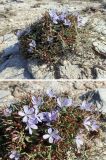 Cichorium spinosum. Цветущее растение. Греция, Эгейское море, север о-ва Парос, национальный парк Св. Яниса Детис Колимбифрес; высокий скалистый берег моря. 08.06.2019.