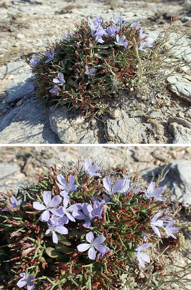 Изображение особи Cichorium spinosum.