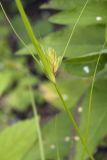 Carex bohemica