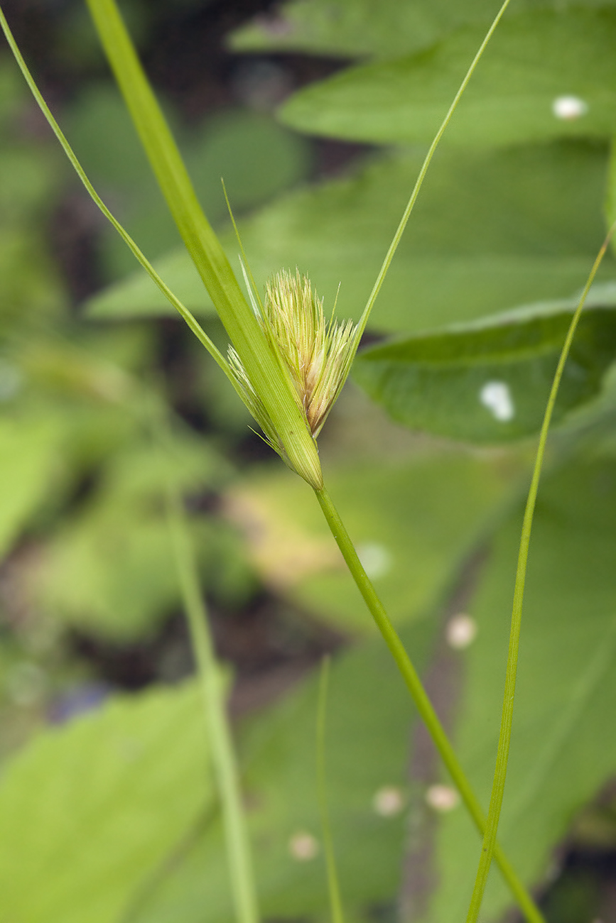 Изображение особи Carex bohemica.