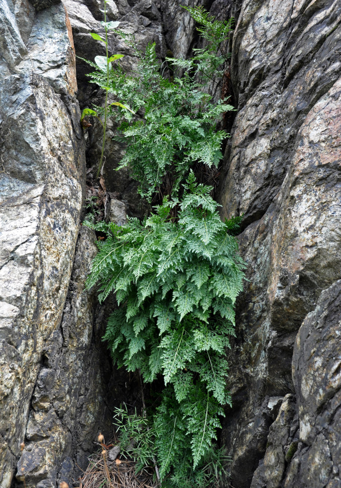 Изображение особи род Asplenium.