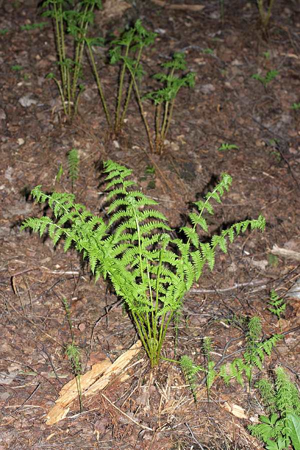 Изображение особи Athyrium filix-femina.