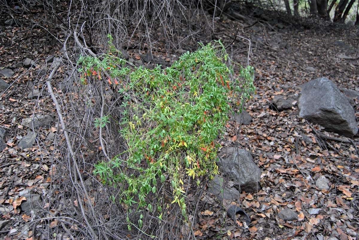 Image of Tropaeolum tricolor specimen.