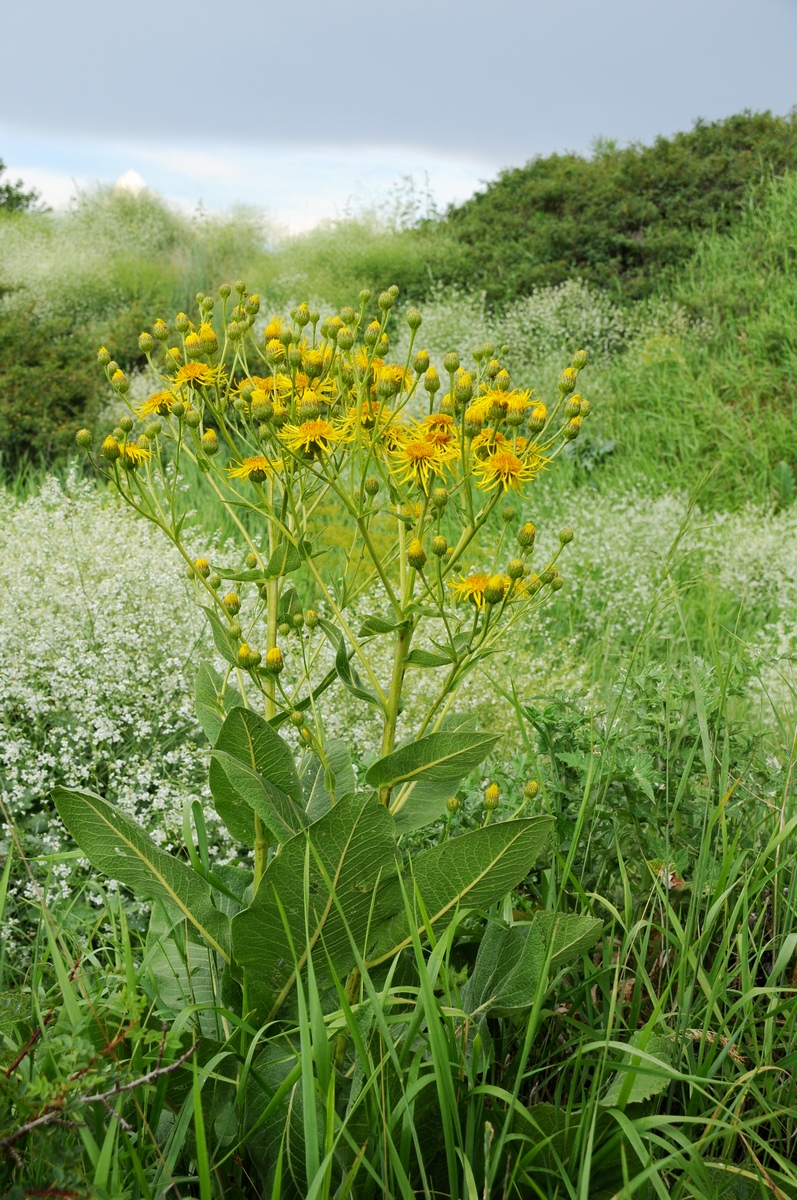 Изображение особи Inula macrophylla.