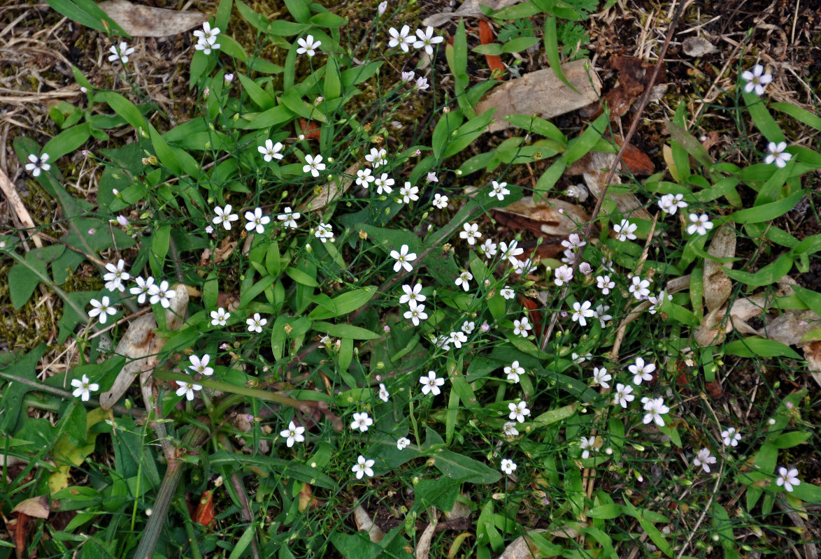 Image of Petrorhagia saxifraga specimen.