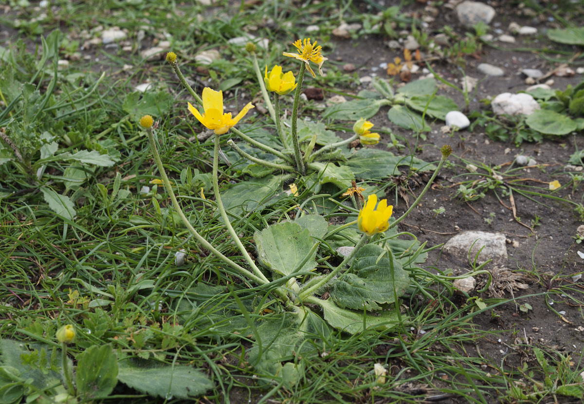 Image of Ranunculus bullatus specimen.