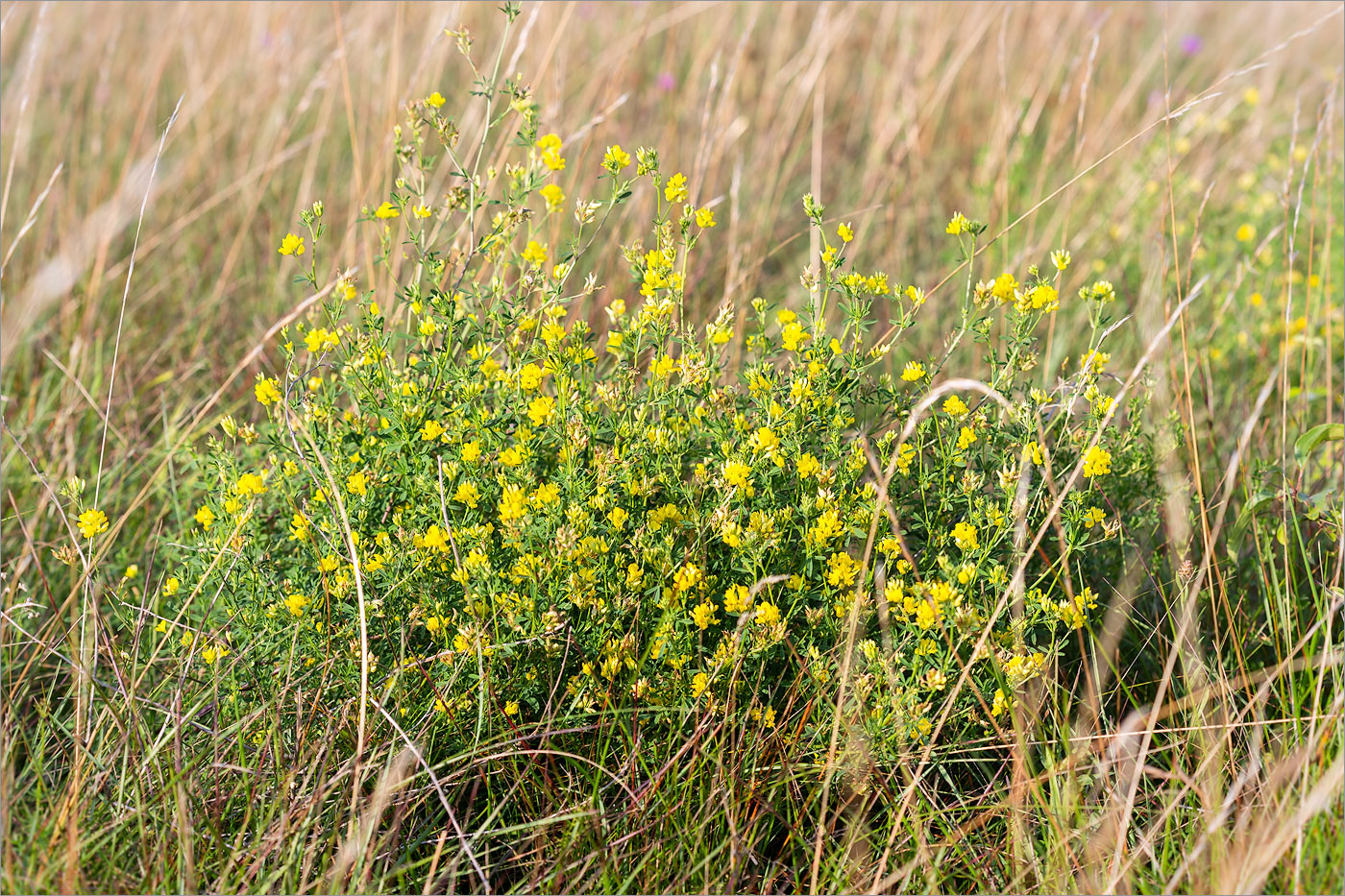 Image of Medicago falcata specimen.