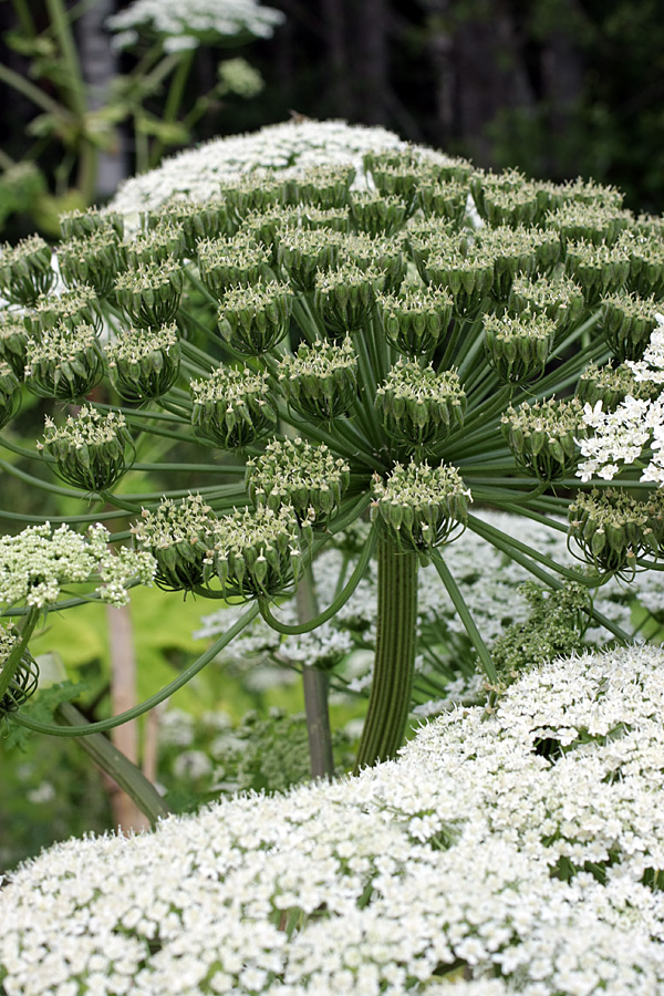 Image of Heracleum sosnowskyi specimen.