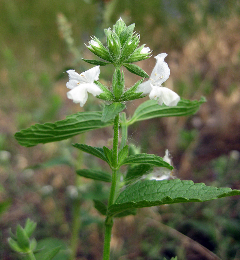 Image of Stachys annua specimen.