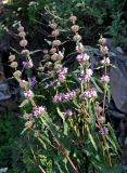 Phlomoides tuberosa. Верхушки побегов с соцветиями. Алтай, Онгудайский р-н, низовья р. Урсул, ≈ 600 м н.у.м., у подножия скалы. 10.06.2019.