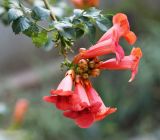 Campsis grandiflora