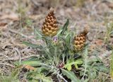 Rhaponticum coniferum. Растение с отцветшими и развивающимся соцветиями. Испания, автономное сообщество Каталония, провинция Жирона, комарка Баш Эмпорда, муниципалитет Тороэлья-де-Монгри, окр. ист. памятника Torre Ponça (укреплённая масия Торре Понса), склон южной экспозиции, сосновый лес. 28.02.2020.