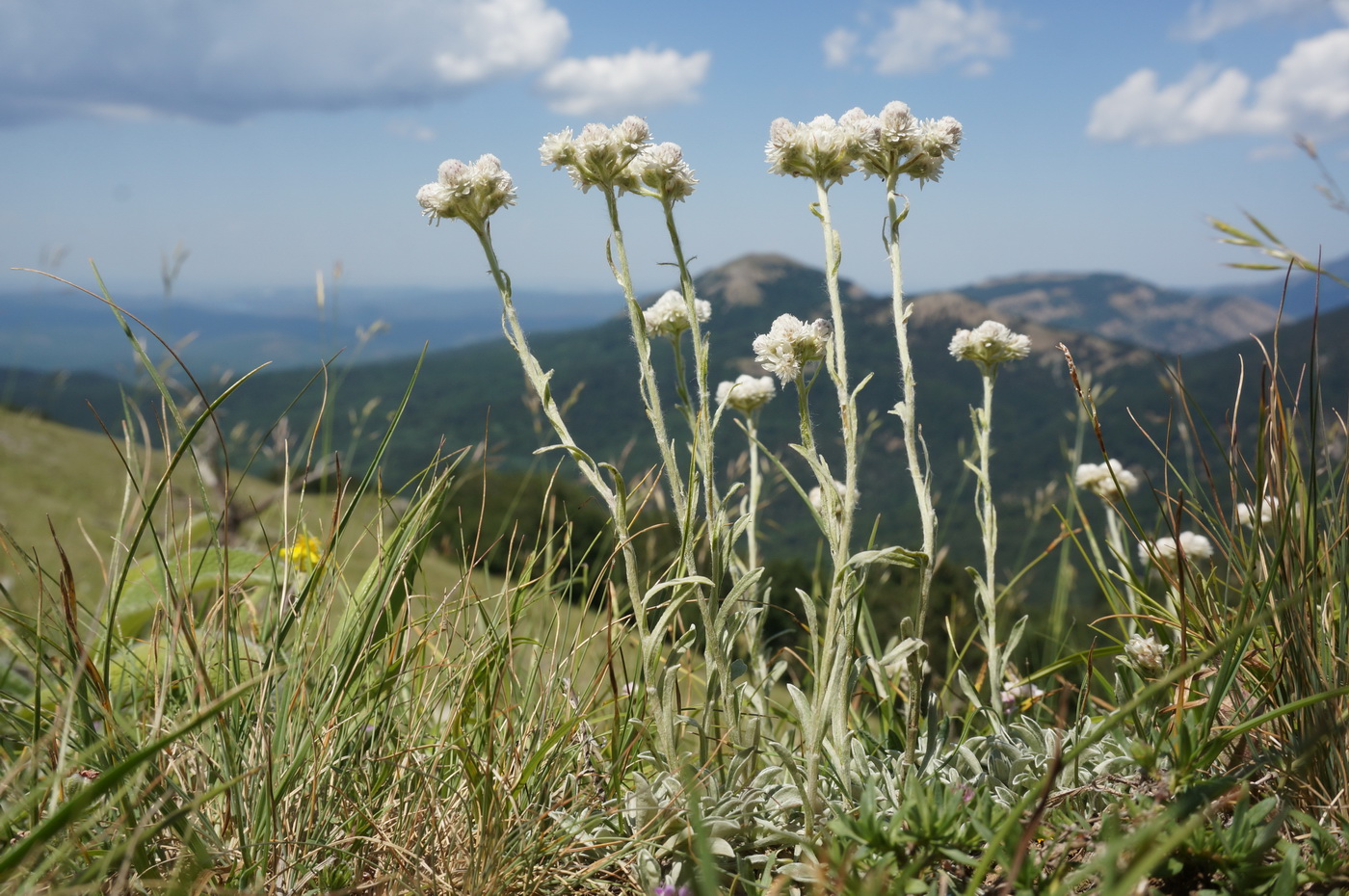 Изображение особи Antennaria dioica.