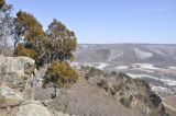 Juniperus rigida. Взрослое растение на скалах. Приморский край, окр. с. Староварваровка, Анучинского р-на, безымянный скальный комплекс. 29.03.2020.