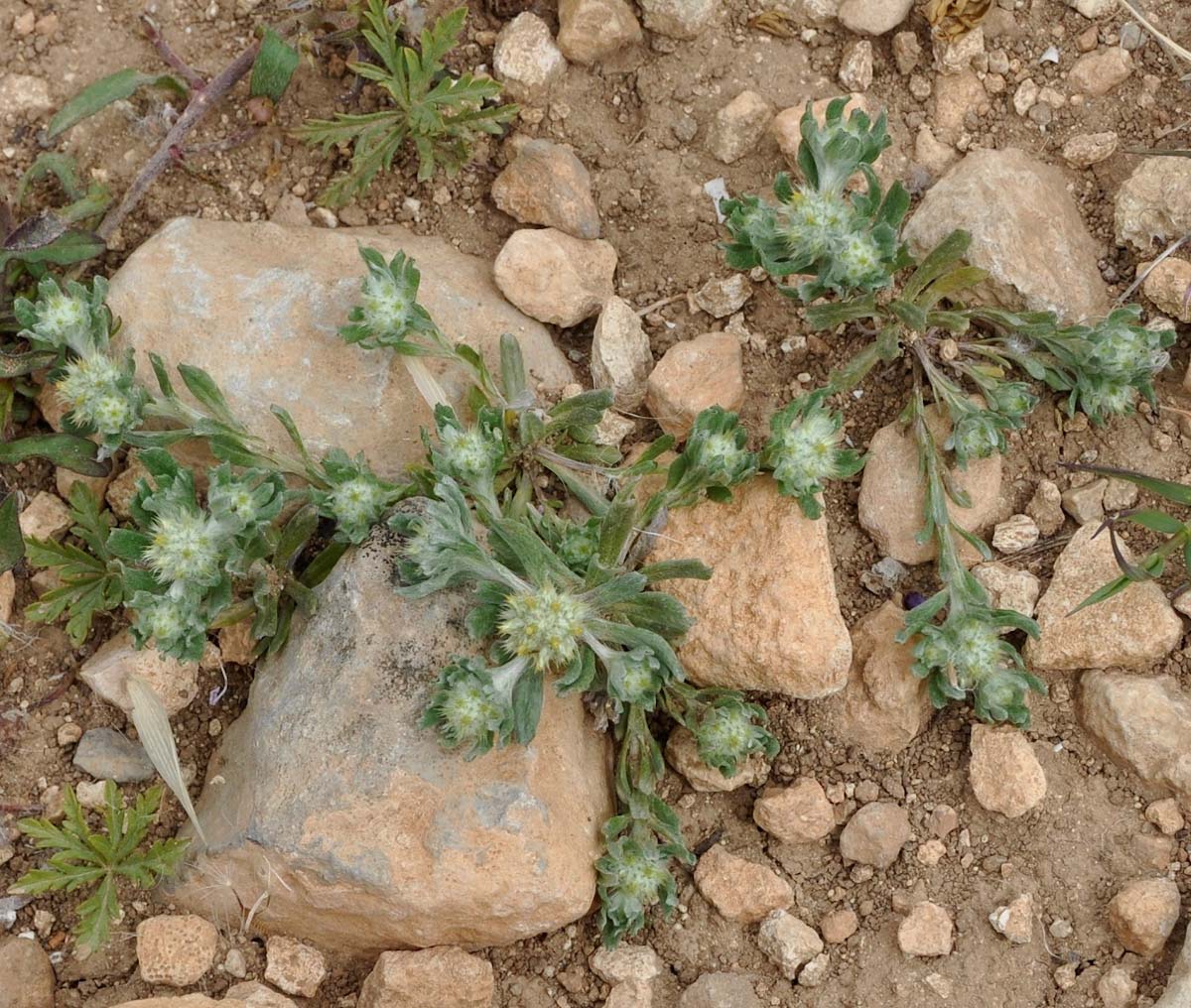 Image of Filago aegaea ssp. aristata specimen.