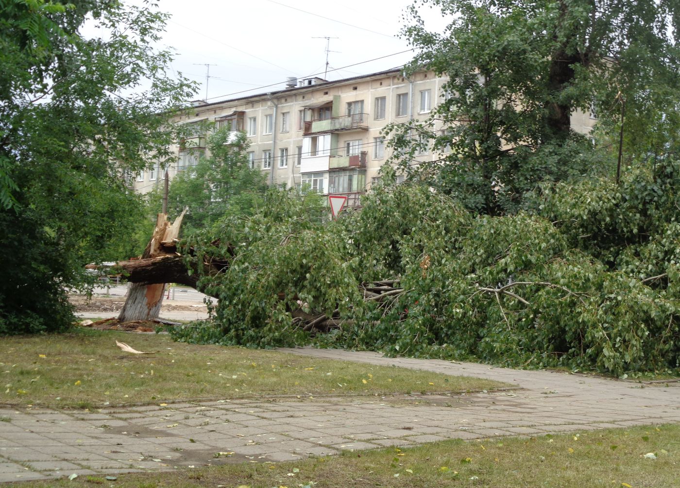 Изображение особи Populus &times; sibirica.