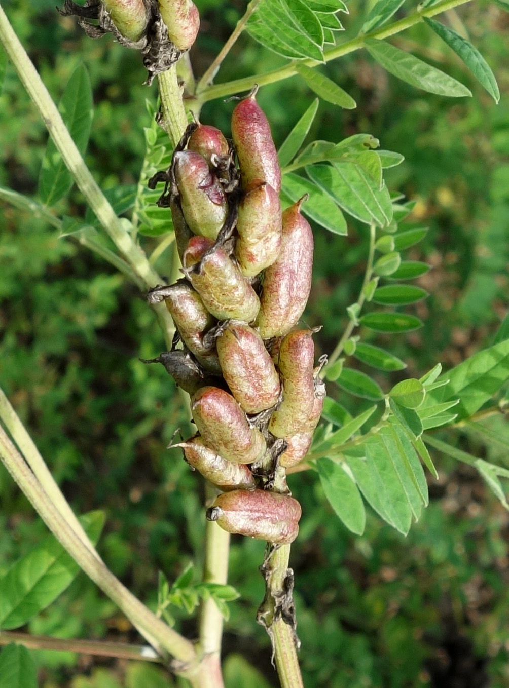 Image of Astragalus uliginosus specimen.