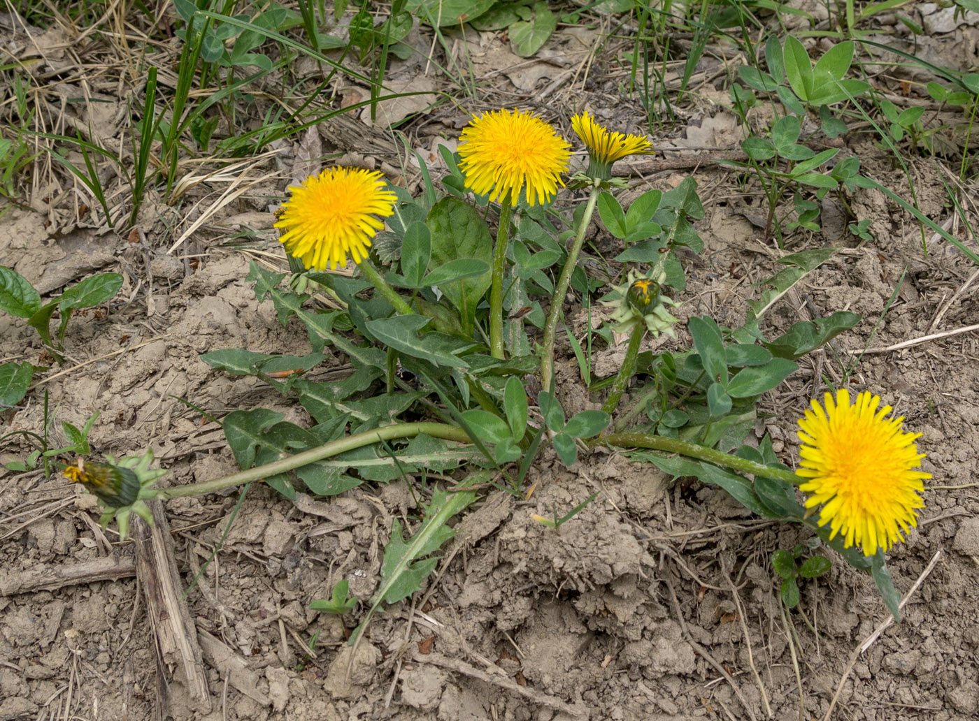 Изображение особи род Taraxacum.