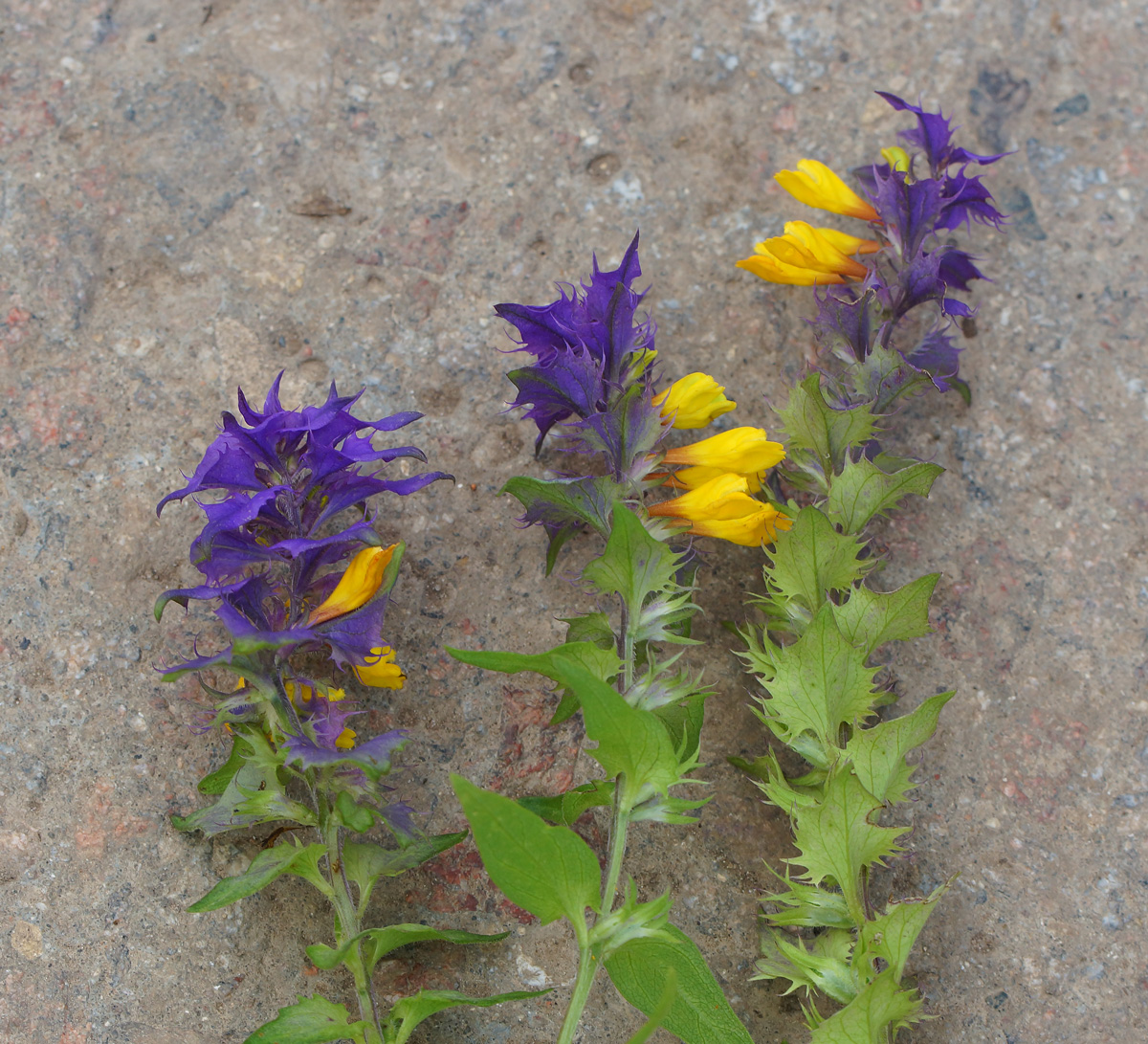 Image of Melampyrum nemorosum specimen.