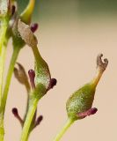 Fraxinus mandshurica