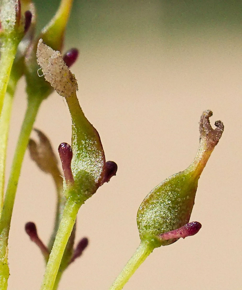 Изображение особи Fraxinus mandshurica.