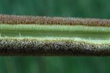 Typha angustifolia