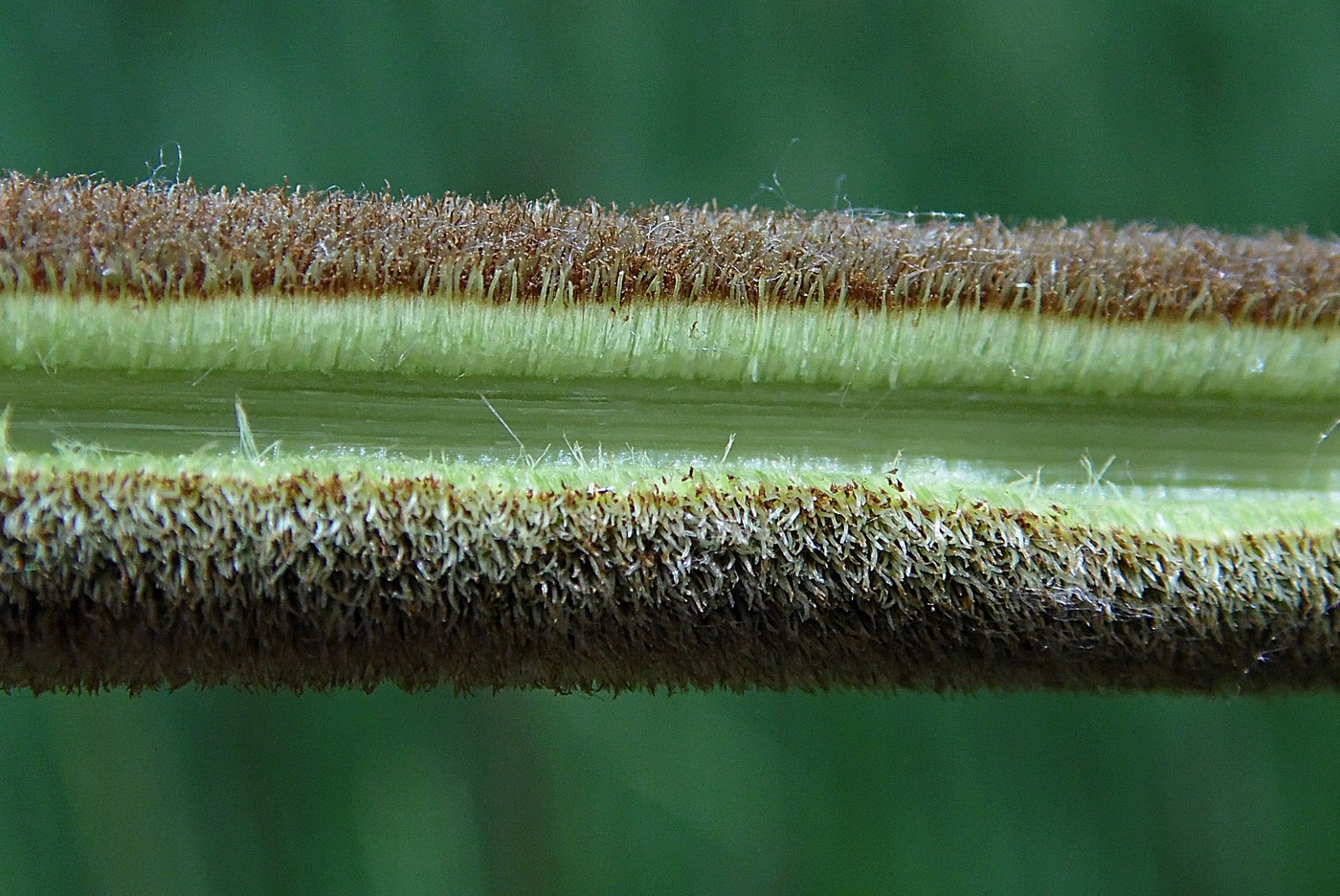 Изображение особи Typha angustifolia.