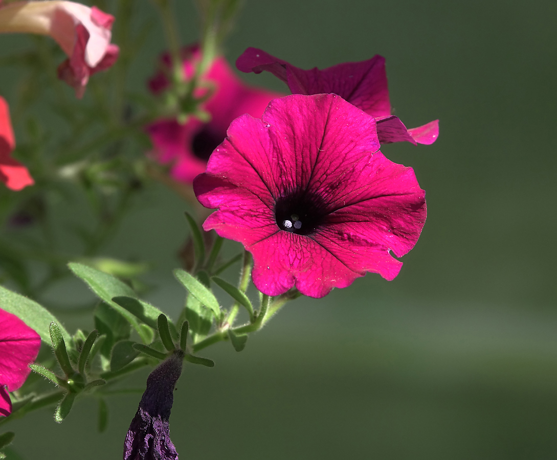 Image of Petunia × atkinsiana specimen.