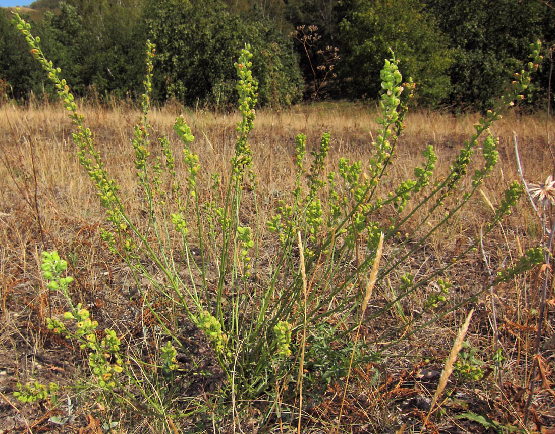 Изображение особи Reseda lutea.