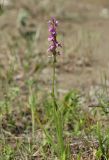 Dactylorhiza iberica. Цветущее растение. Крым, окр. с. Зеленогорье, ущ. р. Пананьян-Узень, пойма, луговая растительность на берегу ручья. 5 июля 2020 г.