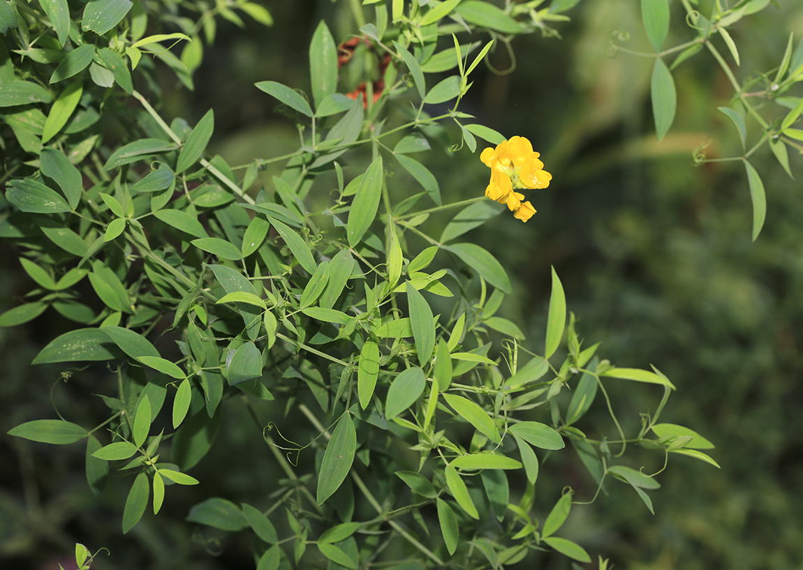 Изображение особи Lathyrus pratensis.