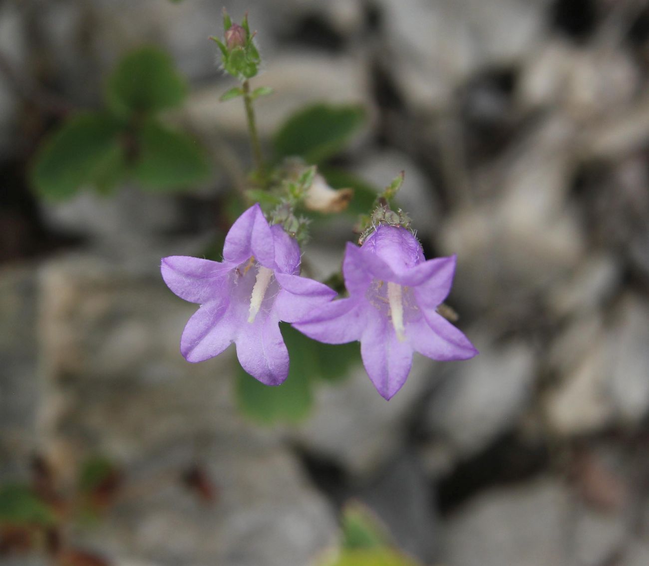 Image of Campanula sibirica specimen.