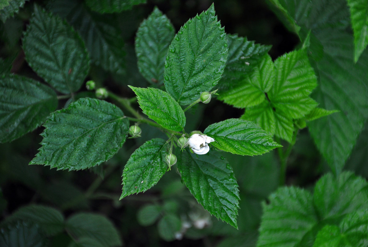 Изображение особи Rubus nessensis.