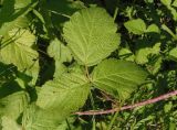 Rubus caesius. Лист. Украина, г. Запорожье, балка Щавелевая, приречная долина. 21.07.2020.
