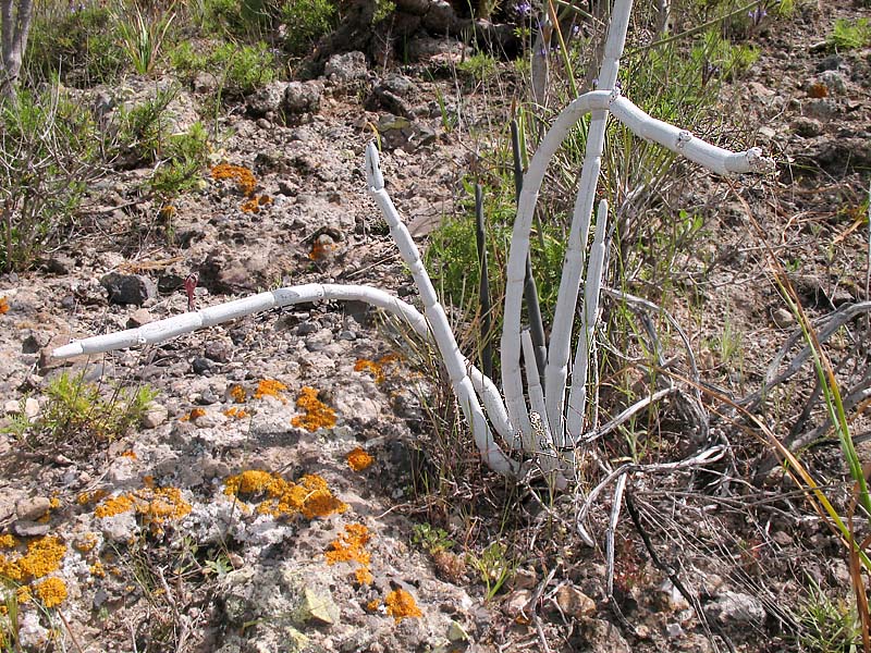 Изображение особи Ceropegia fusca.