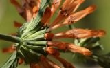 Leonotis leonurus. Часть соцветия. Испания, автономное сообщество Каталония, провинция Жирона, комарка Баш-Эмпорда, муниципалитет Палафружель, ботанический сад \"Кап-Роч\". 08.10.2020.