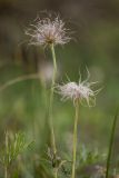 Pulsatilla pratensis