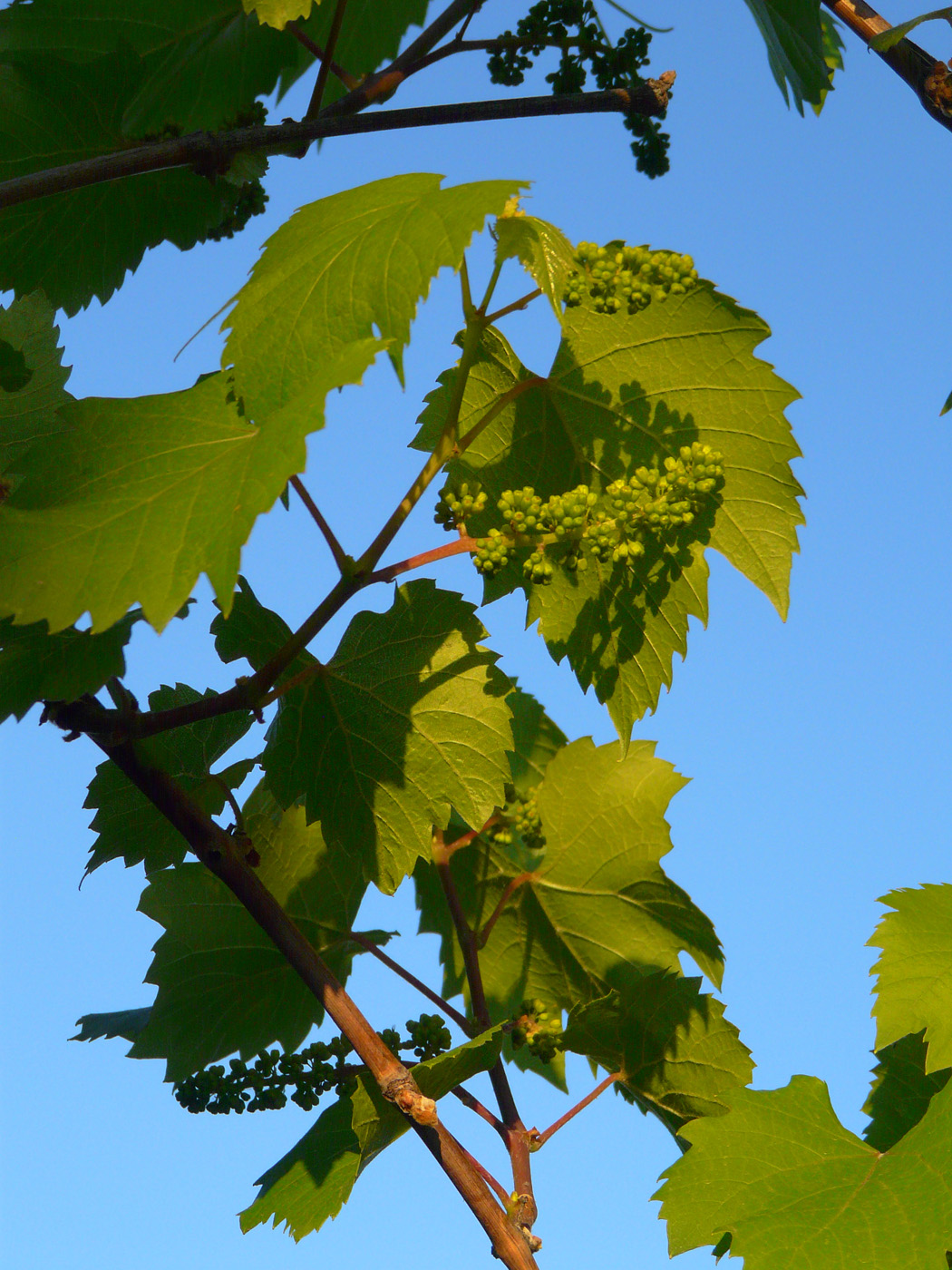 Image of Vitis &times; bacoi specimen.