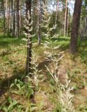 Calamagrostis arundinacea