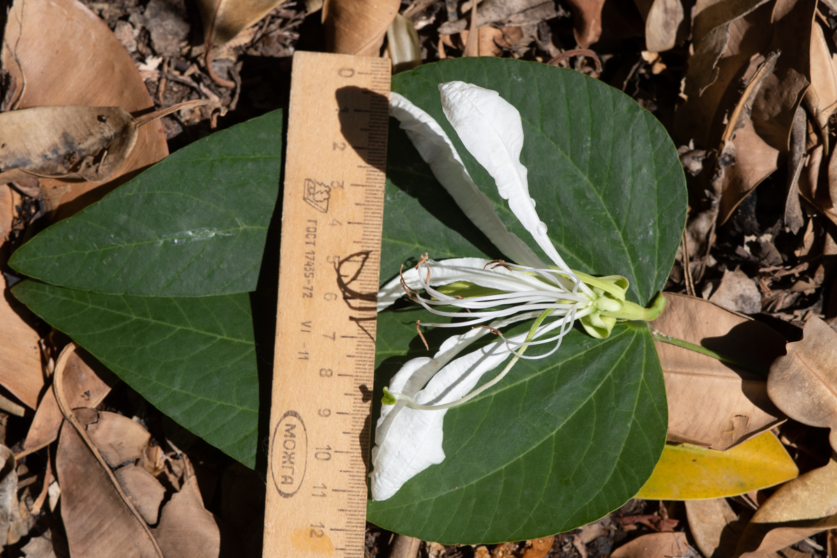 Изображение особи Bauhinia bowkeri.