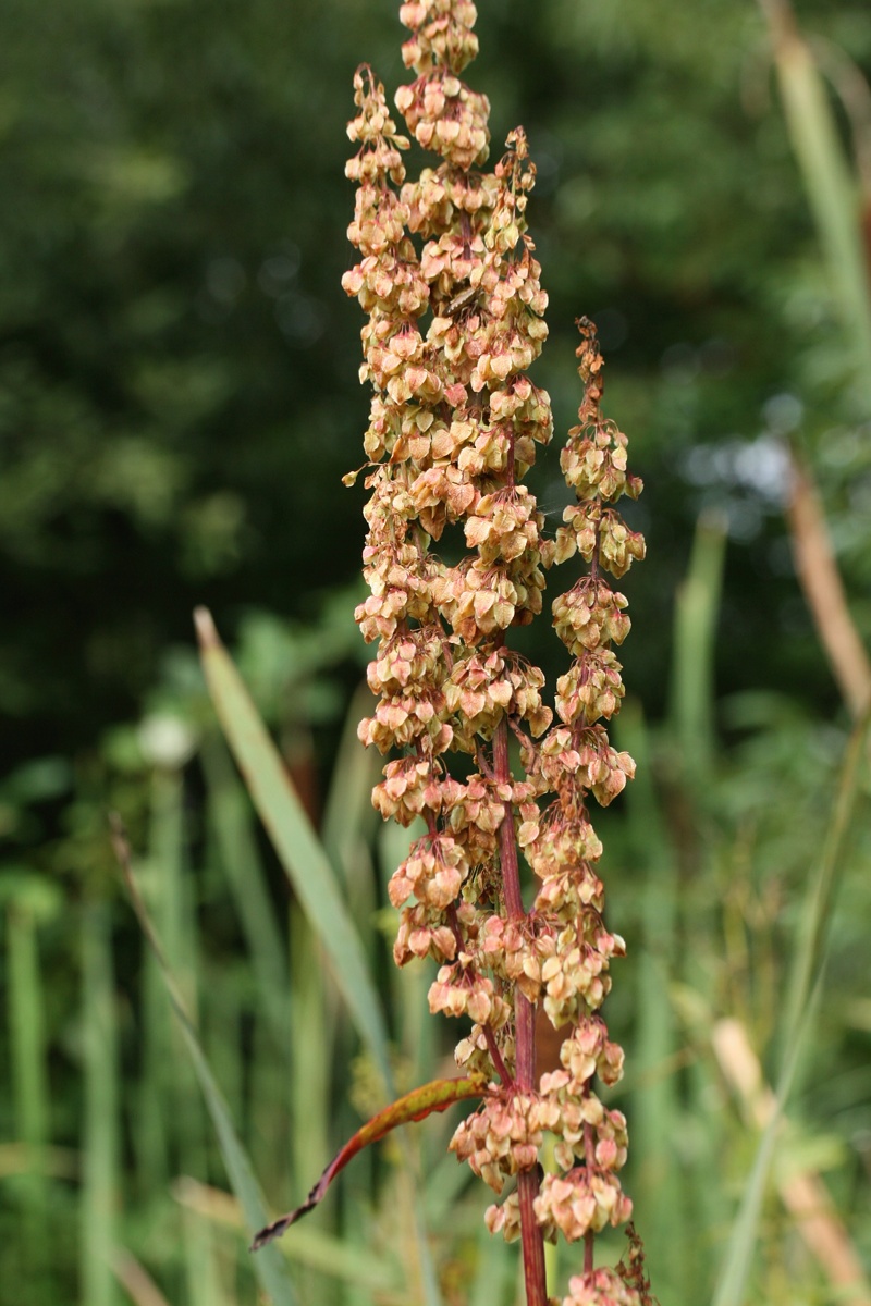 Image of Rumex aquaticus specimen.