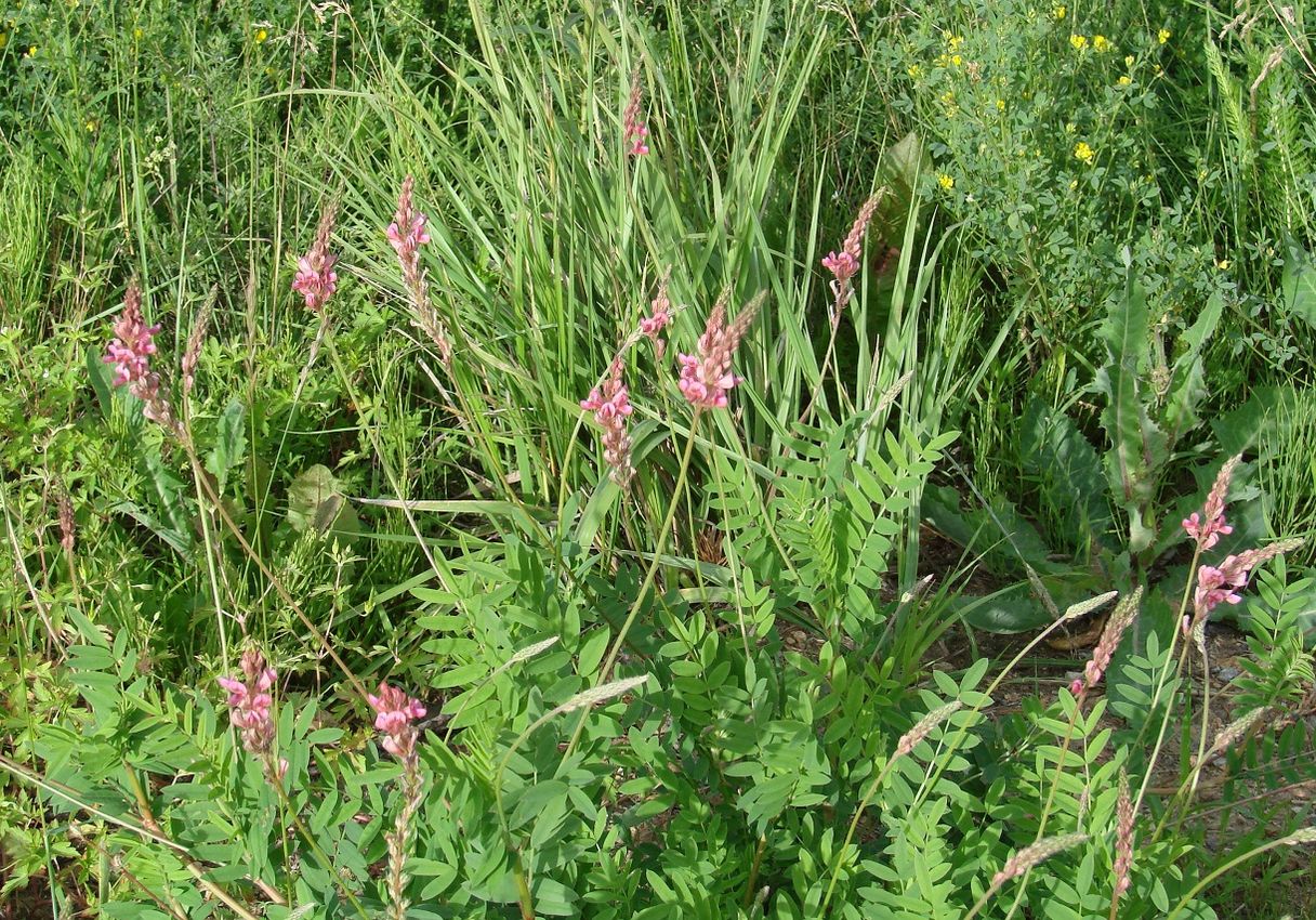 Image of Onobrychis arenaria specimen.