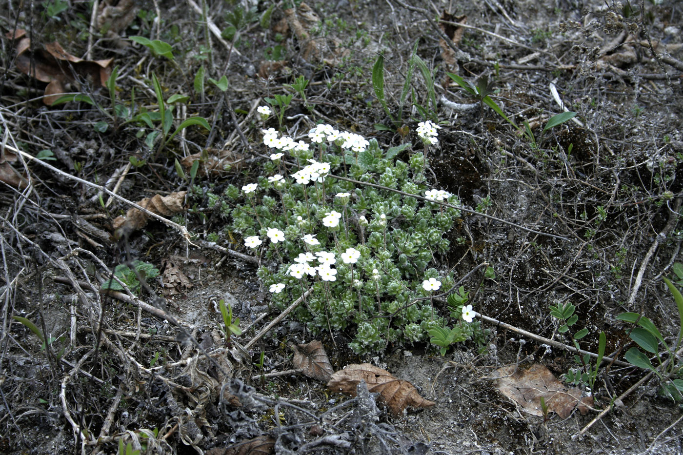 Image of Androsace koso-poljanskii specimen.