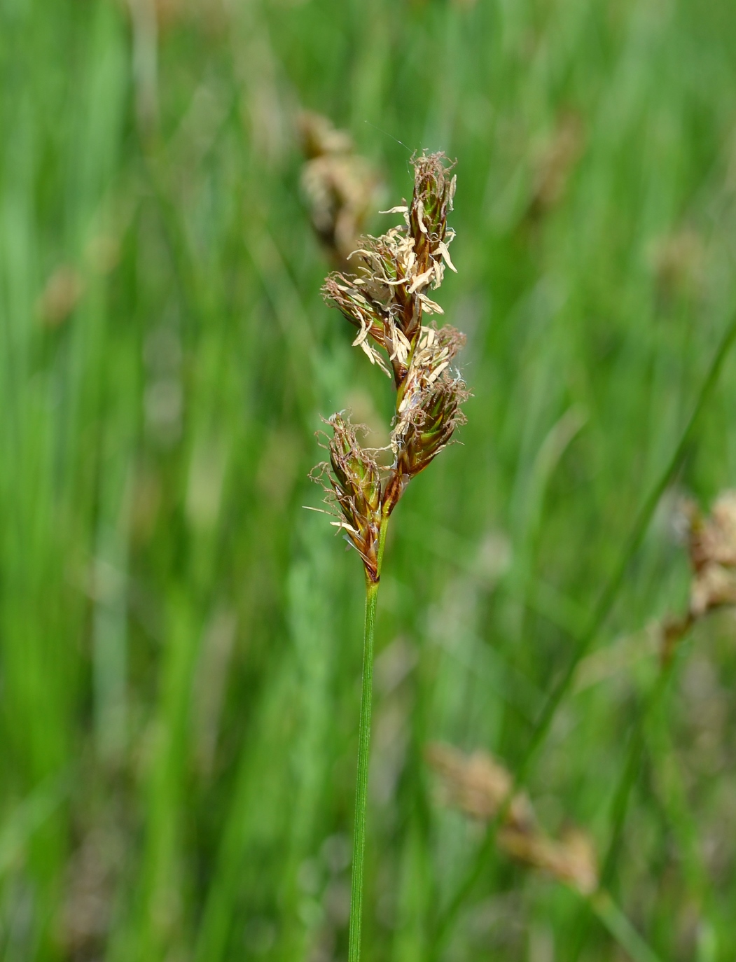 Изображение особи Carex praecox.