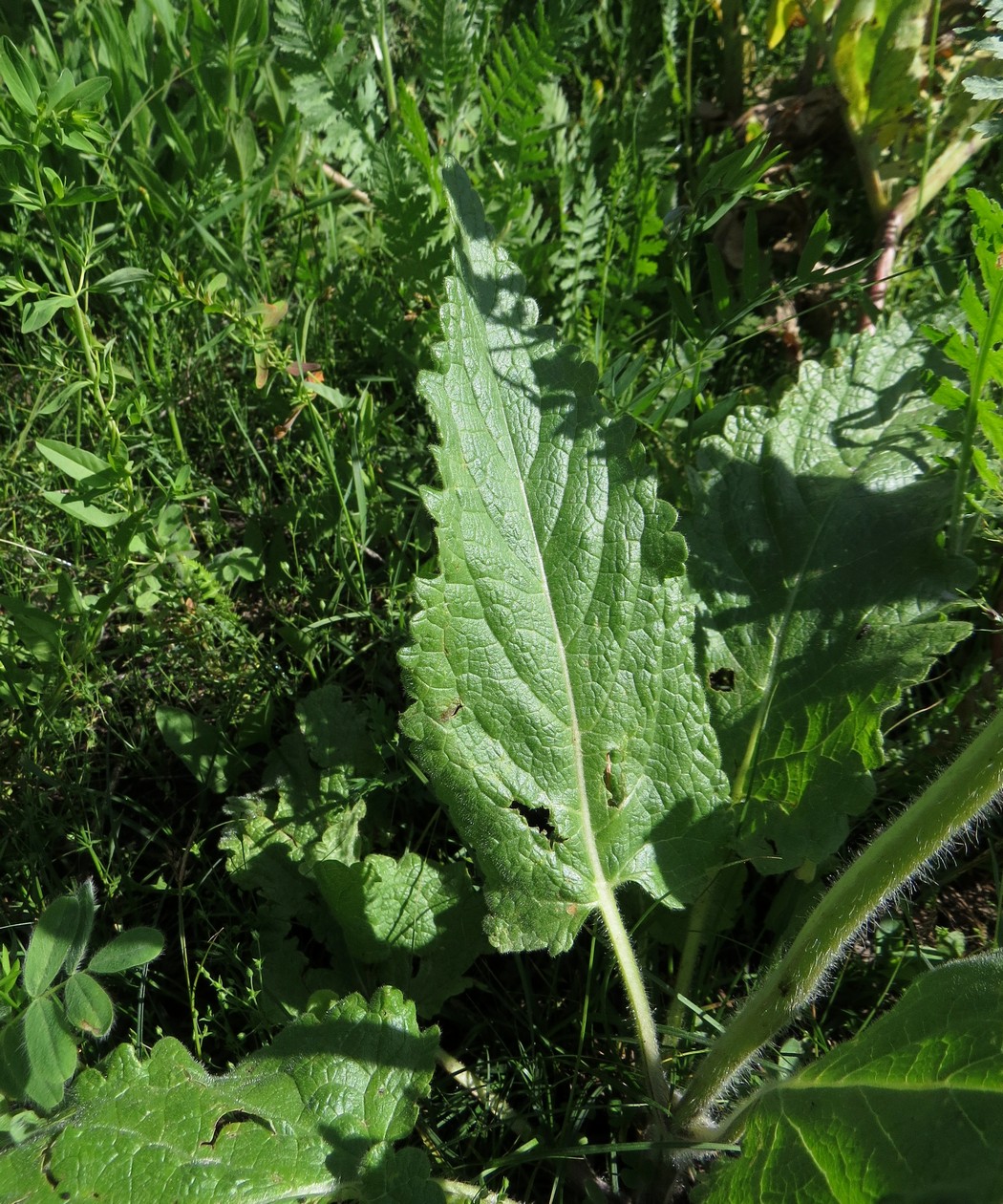 Image of Phlomoides arctiifolia specimen.