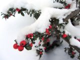 Cotoneaster microphyllus. Ветвь плодоносящего заснеженного растения. Беларусь, г. Минск, клумба у жилого дома. 15.01.2021.