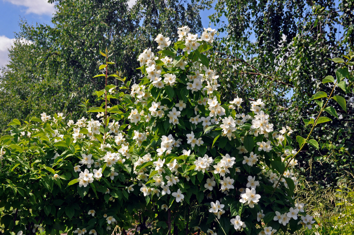 Изображение особи Philadelphus coronarius.