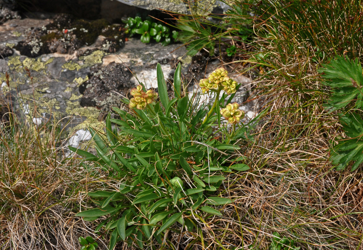 Image of Patrinia sibirica specimen.