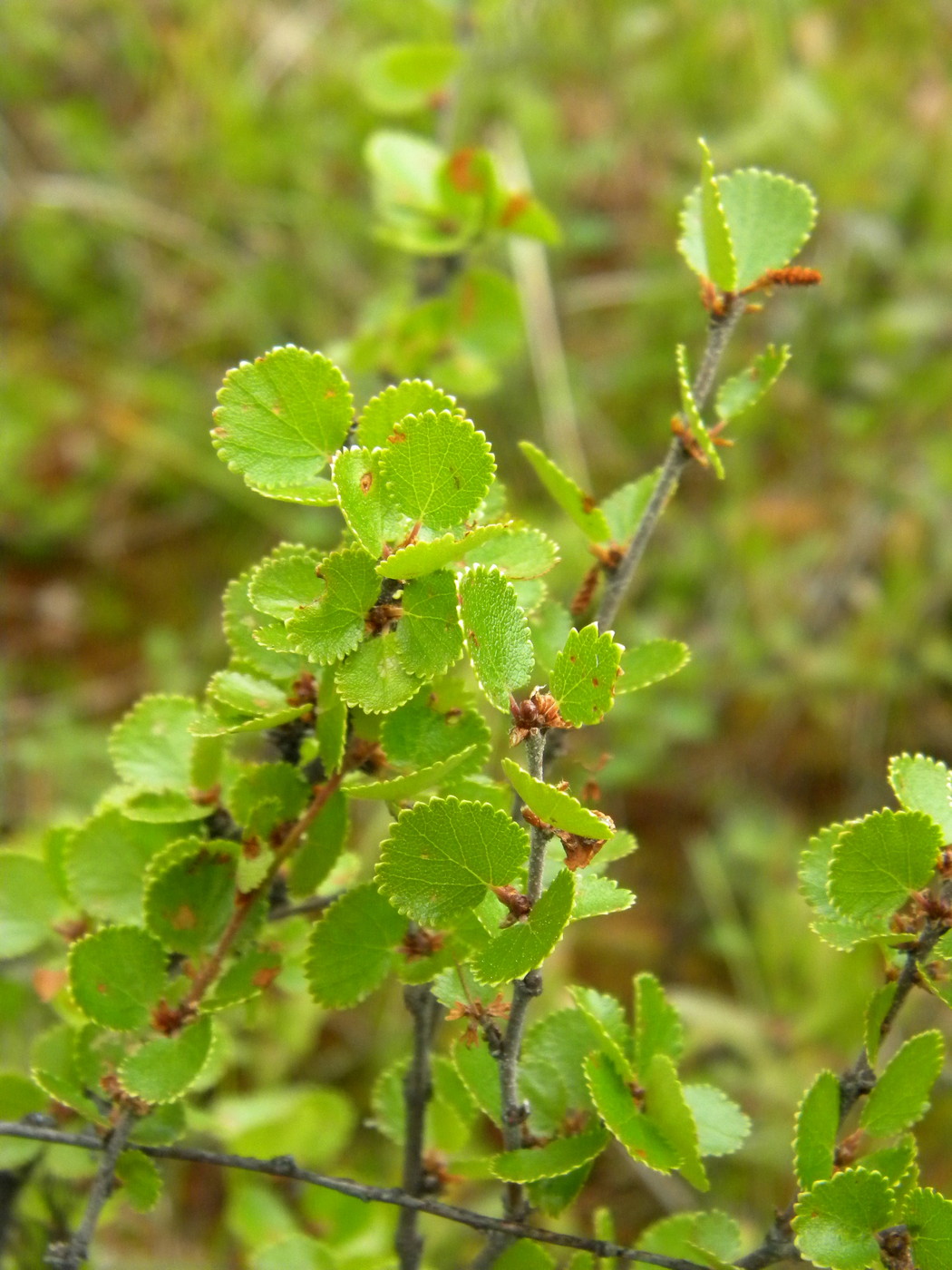 Image of Betula nana specimen.