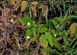 Impatiens parviflora